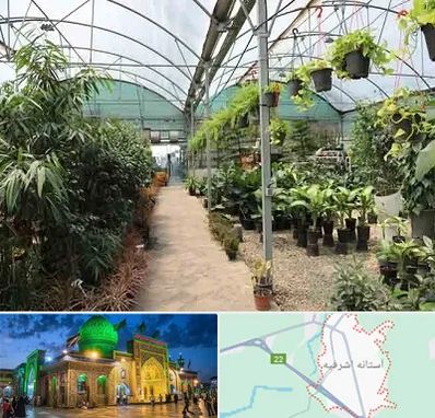 مرکز فروش گل و گیاه در آستانه اشرفیه