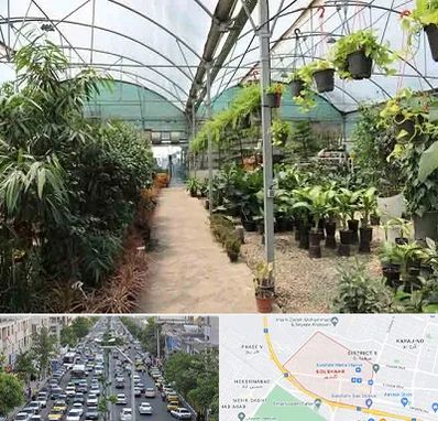 مرکز فروش گل و گیاه در گلشهر کرج