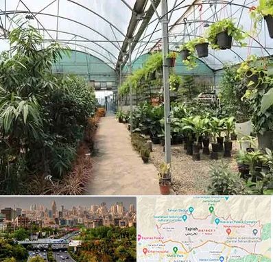 مرکز فروش گل و گیاه در منطقه 1 تهران