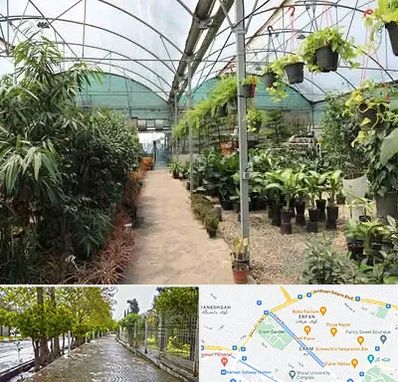 مرکز فروش گل و گیاه در خیابان ارم شیراز