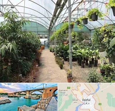مرکز فروش گل و گیاه در دزفول