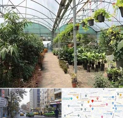 مرکز فروش گل و گیاه در فاطمی