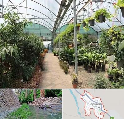 مرکز فروش گل و گیاه در سراوان