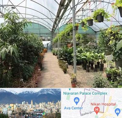 مرکز فروش گل و گیاه در آجودانیه