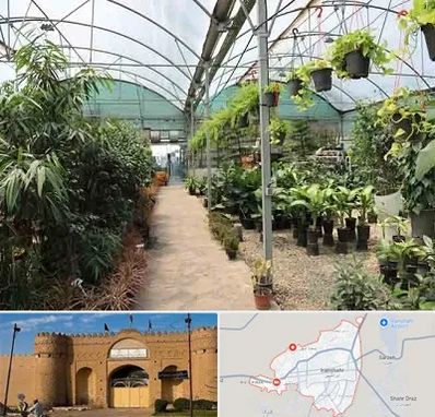 مرکز فروش گل و گیاه در ایرانشهر