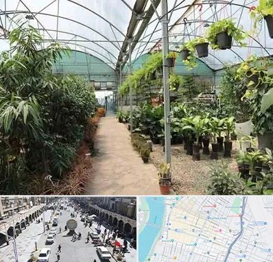 مرکز فروش گل و گیاه در نادری اهواز