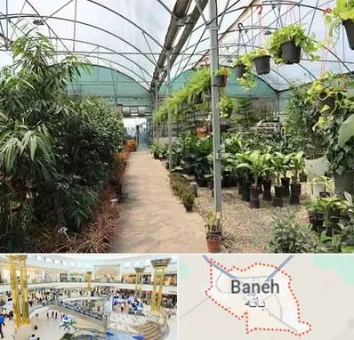 مرکز فروش گل و گیاه در بانه