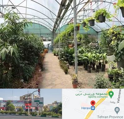 مرکز فروش گل و گیاه در هروی
