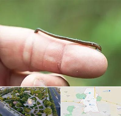 مرکز زالو درمانی در کاشمر