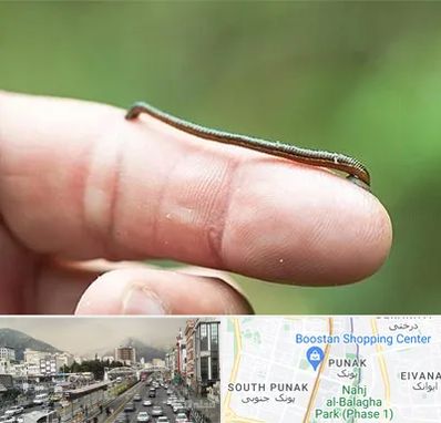 مرکز زالو درمانی در پونک