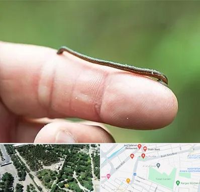 مرکز زالو درمانی در سالاریه قم