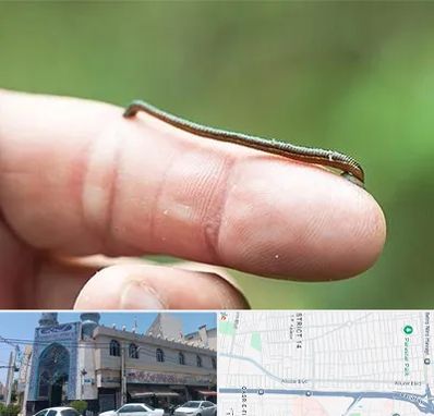 مرکز زالو درمانی در بلوار ابوذر