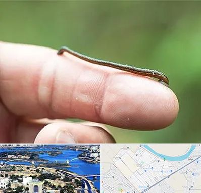 مرکز زالو درمانی در کوروش اهواز