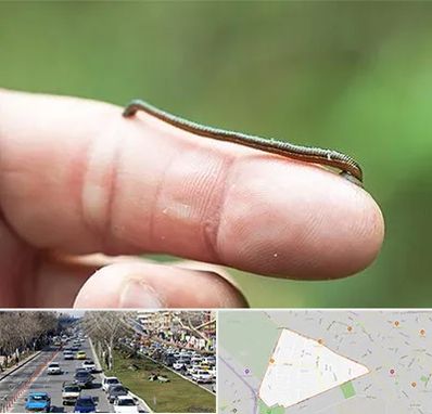 مرکز زالو درمانی در احمدآباد مشهد