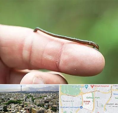 مرکز زالو درمانی در گیشا