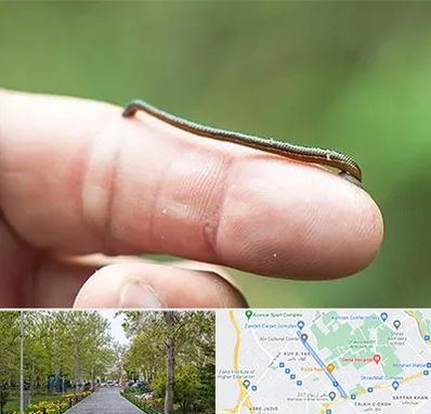 مرکز زالو درمانی در قدوسی غربی شیراز