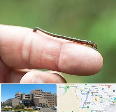 مرکز زالو درمانی در صیاد شیرازی مشهد