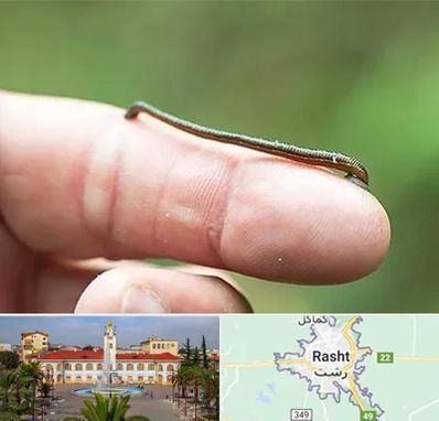 مرکز زالو درمانی در رشت