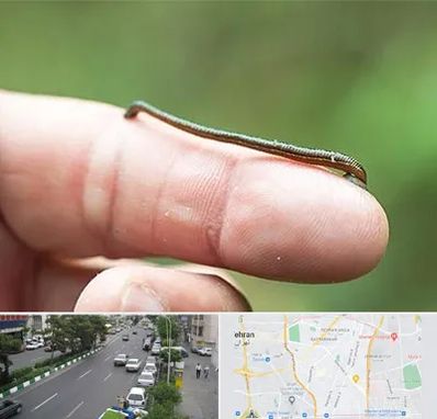 مرکز زالو درمانی در ستارخان