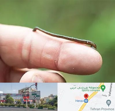 مرکز زالو درمانی در هروی