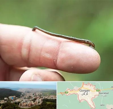 مرکز زالو درمانی در گرگان