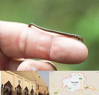 مرکز زالو درمانی در ساوه