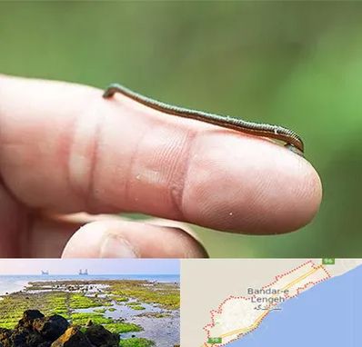 مرکز زالو درمانی در بندرلنگه