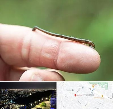 مرکز زالو درمانی در هفت تیر مشهد