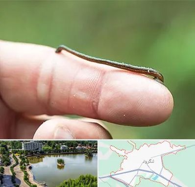 مرکز زالو درمانی در لنگرود