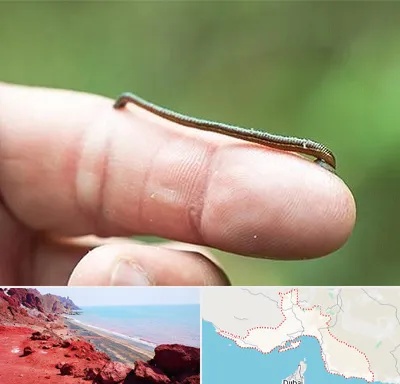 مرکز زالو درمانی در هرمزگان