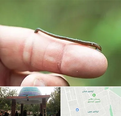 مرکز زالو درمانی در کیانشهر