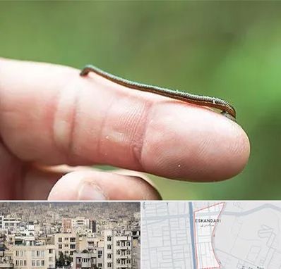 مرکز زالو درمانی در اسکندری