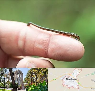 مرکز زالو درمانی در نیشابور