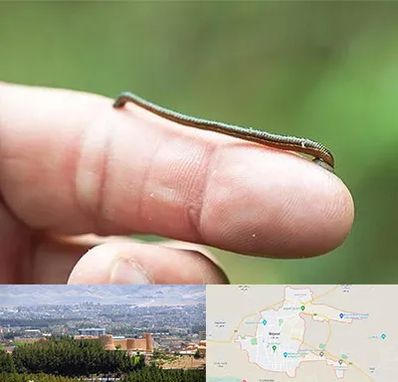 مرکز زالو درمانی در بیرجند