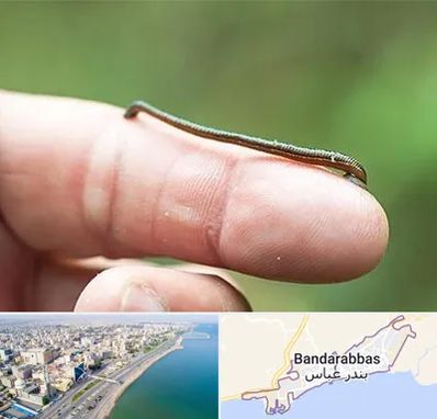 مرکز زالو درمانی در بندرعباس