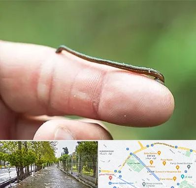 مرکز زالو درمانی در خیابان ارم شیراز