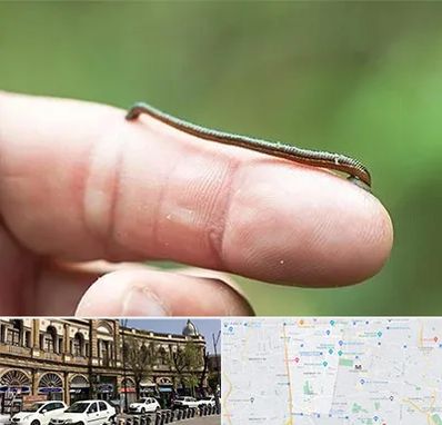 مرکز زالو درمانی در منطقه 11 تهران