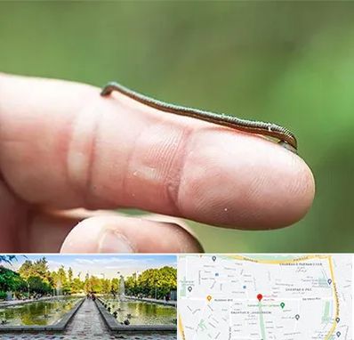 مرکز زالو درمانی در سرسبز