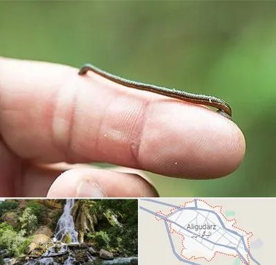 مرکز زالو درمانی در الیگودرز