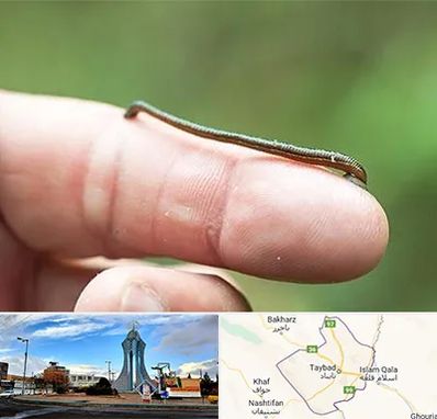 مرکز زالو درمانی در تایباد