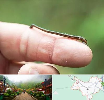 مرکز زالو درمانی در فومن