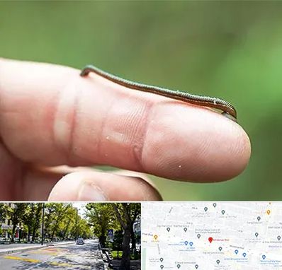 مرکز زالو درمانی در میرداماد