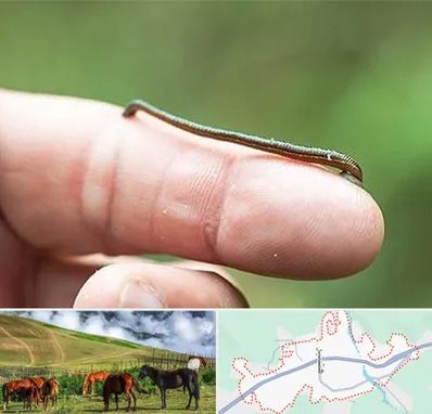 مرکز زالو درمانی در تالش