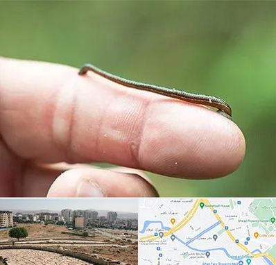 مرکز زالو درمانی در کوی وحدت شیراز