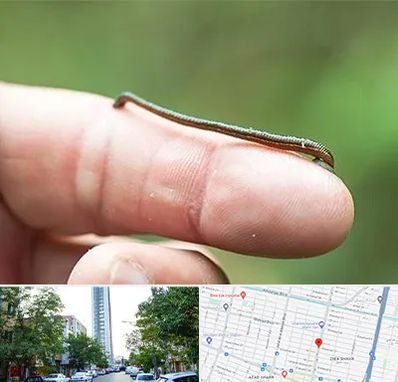 مرکز زالو درمانی در امامت مشهد