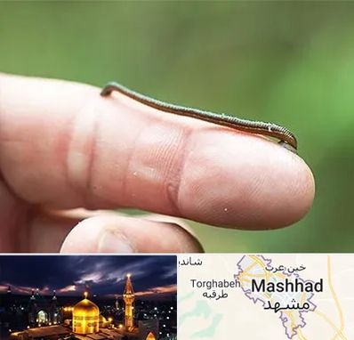 مرکز زالو درمانی در مشهد