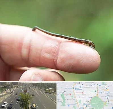 مرکز زالو درمانی در منطقه 17 تهران