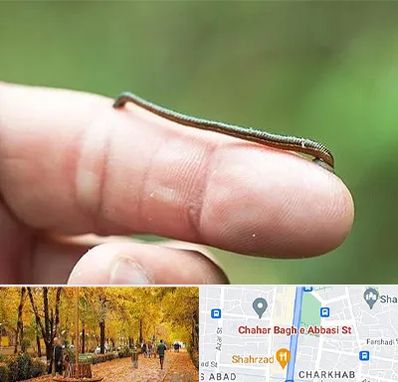 مرکز زالو درمانی در چهارباغ اصفهان