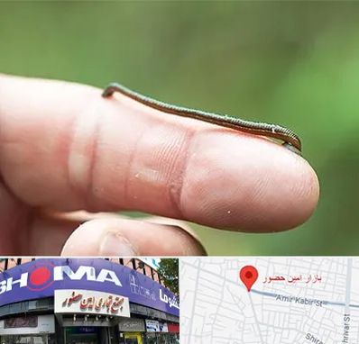 مرکز زالو درمانی در امین حضور