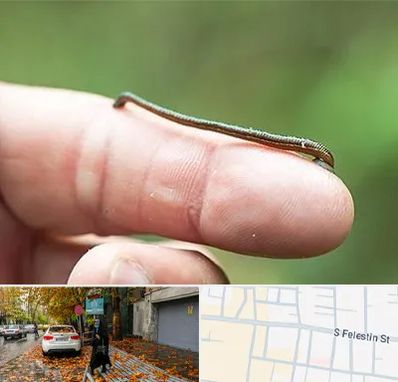 مرکز زالو درمانی در خیابان فلسطین